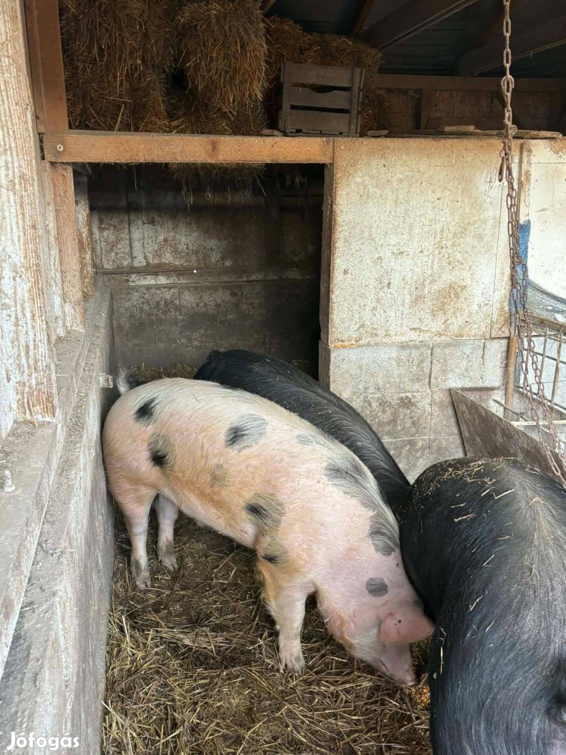 Házi takarmányon nevelt hizo