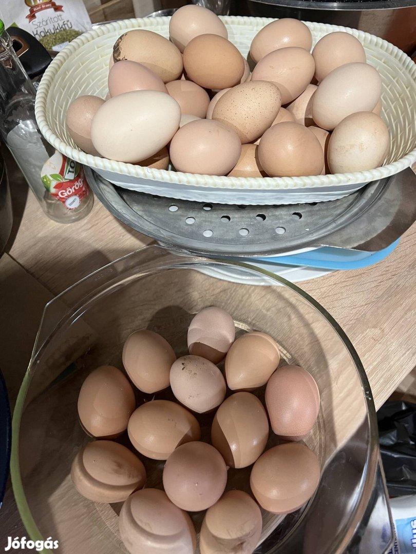 Házi tojás , keltetésre is alkalmas . 