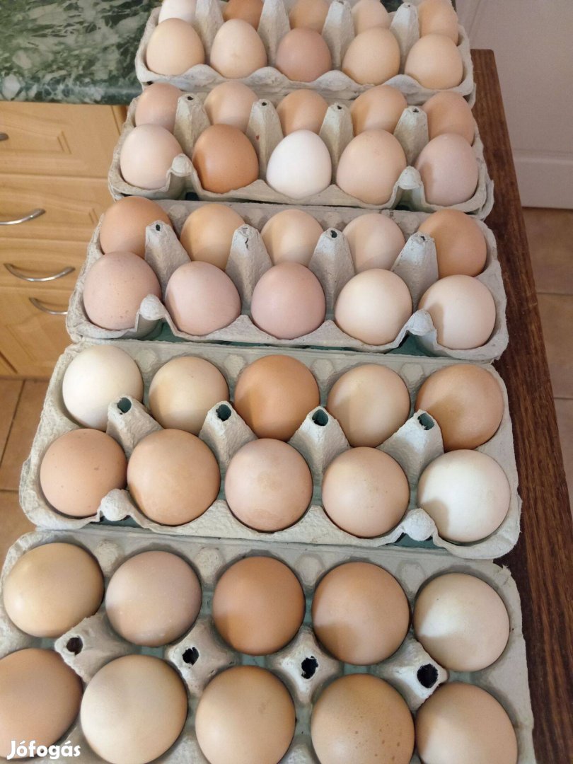 Házi tojás eladó