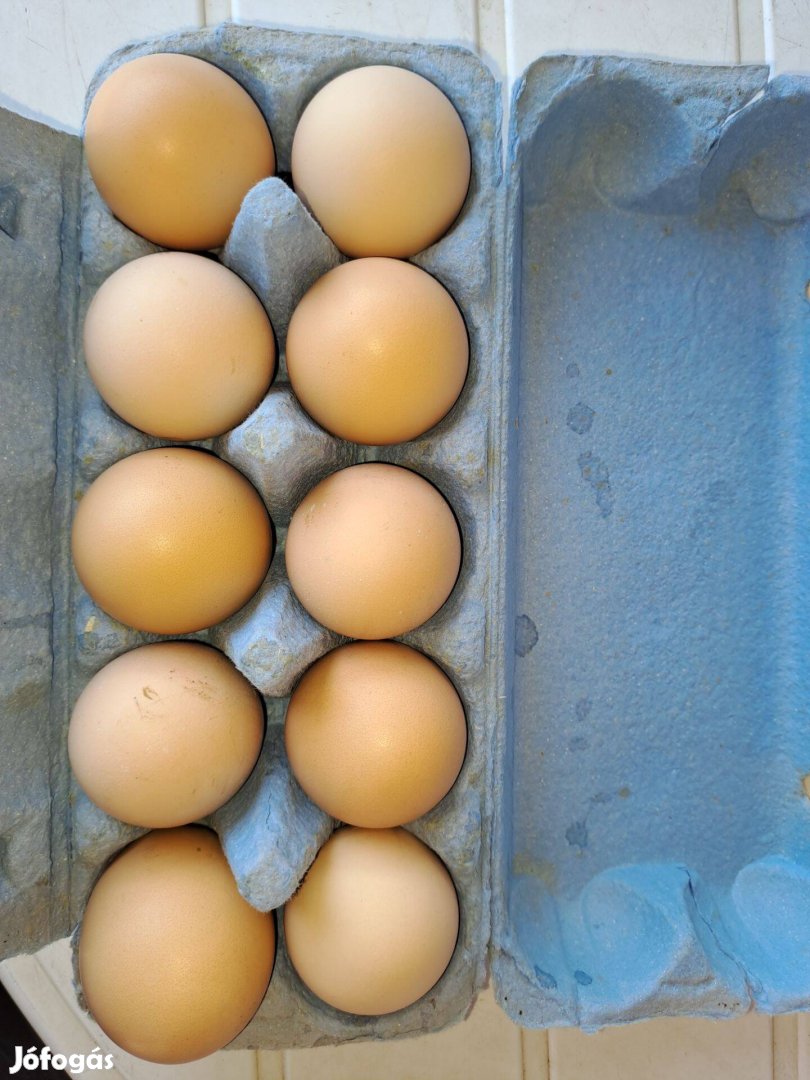 Házi tojás eladó