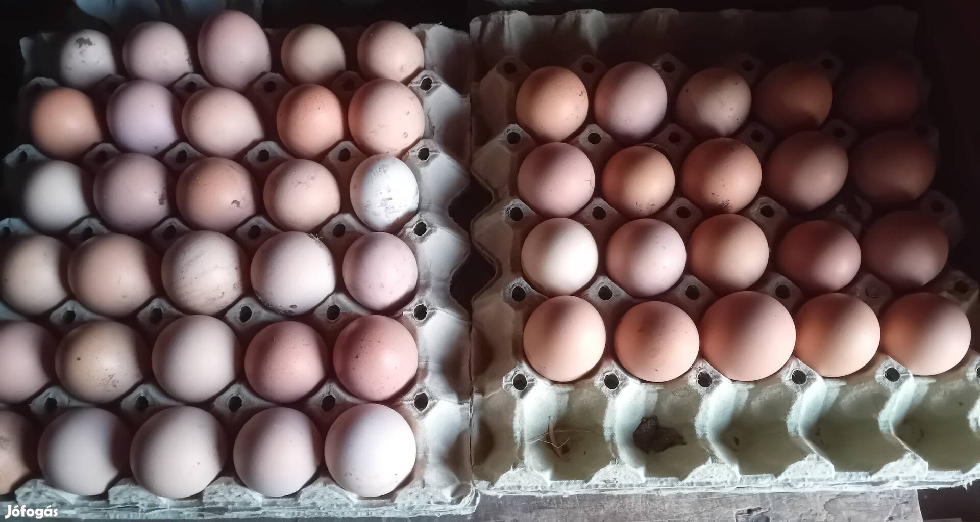 Házi tojás eladó keltetésre is