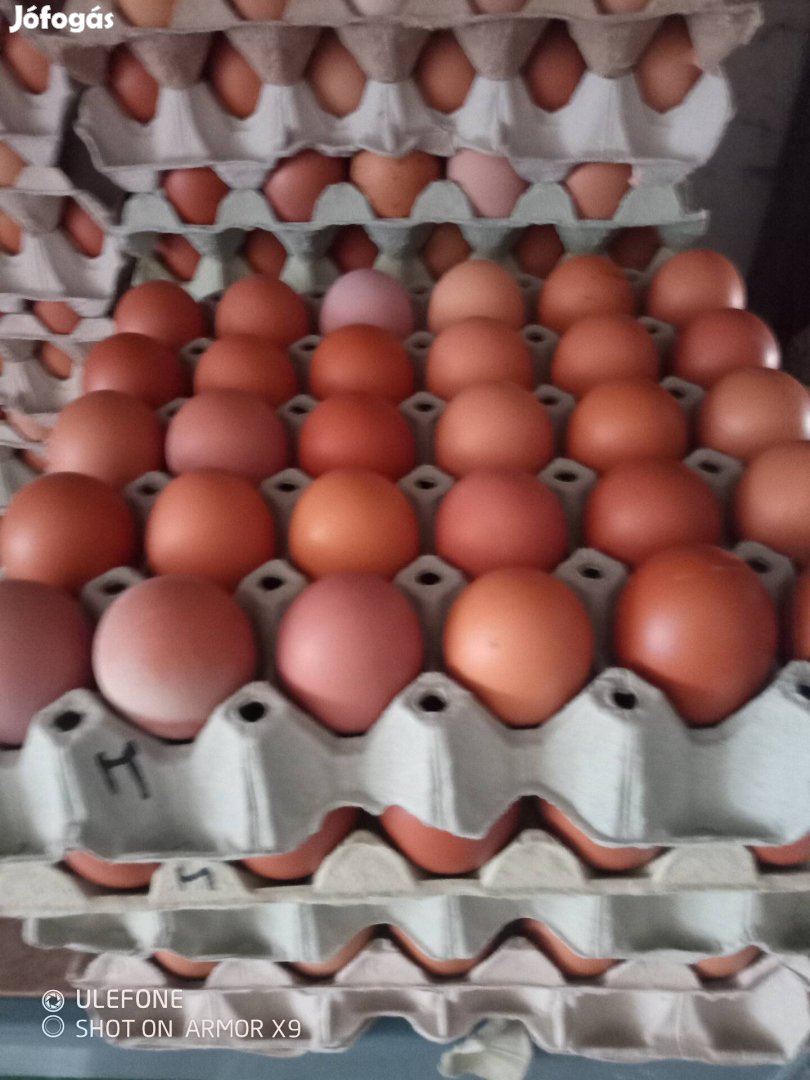 Házi tojás eladó kistermelő től! 