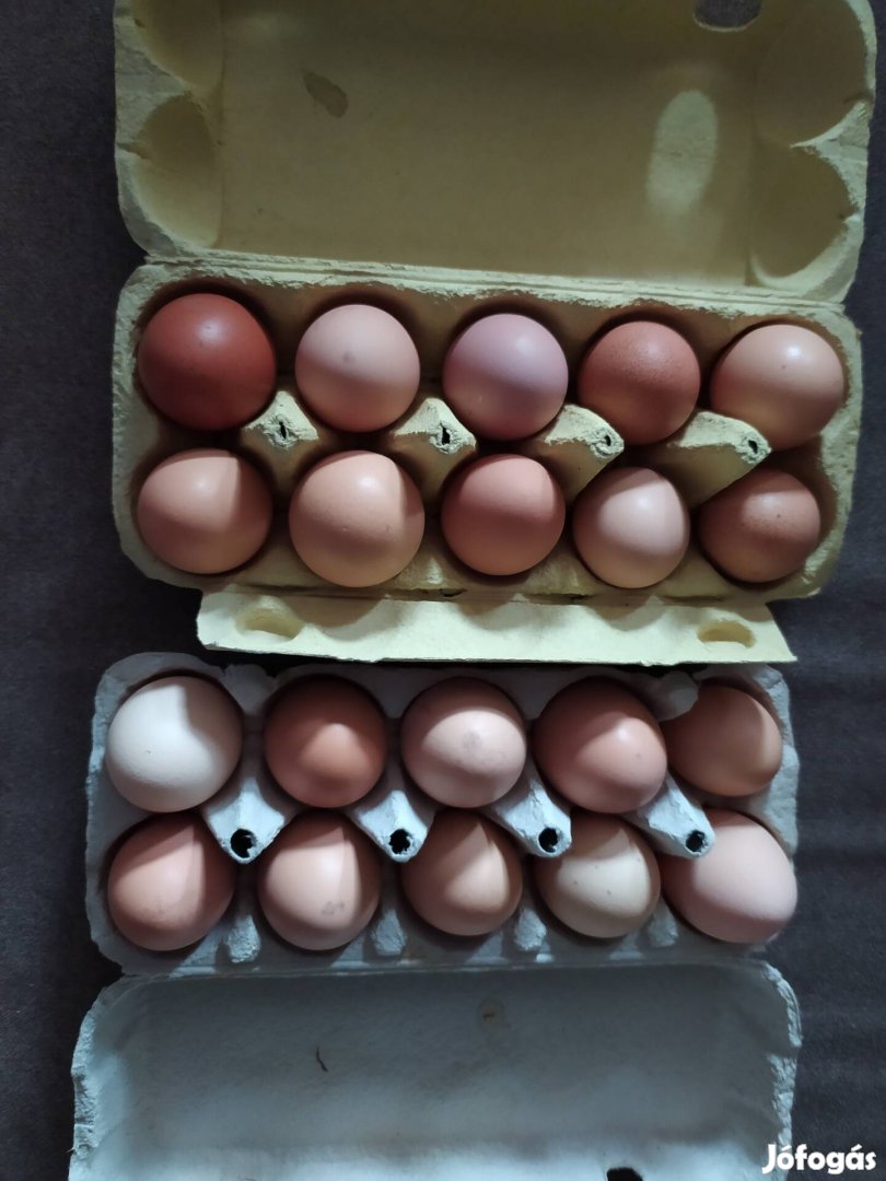 Házi tojás folyamatosan eladó