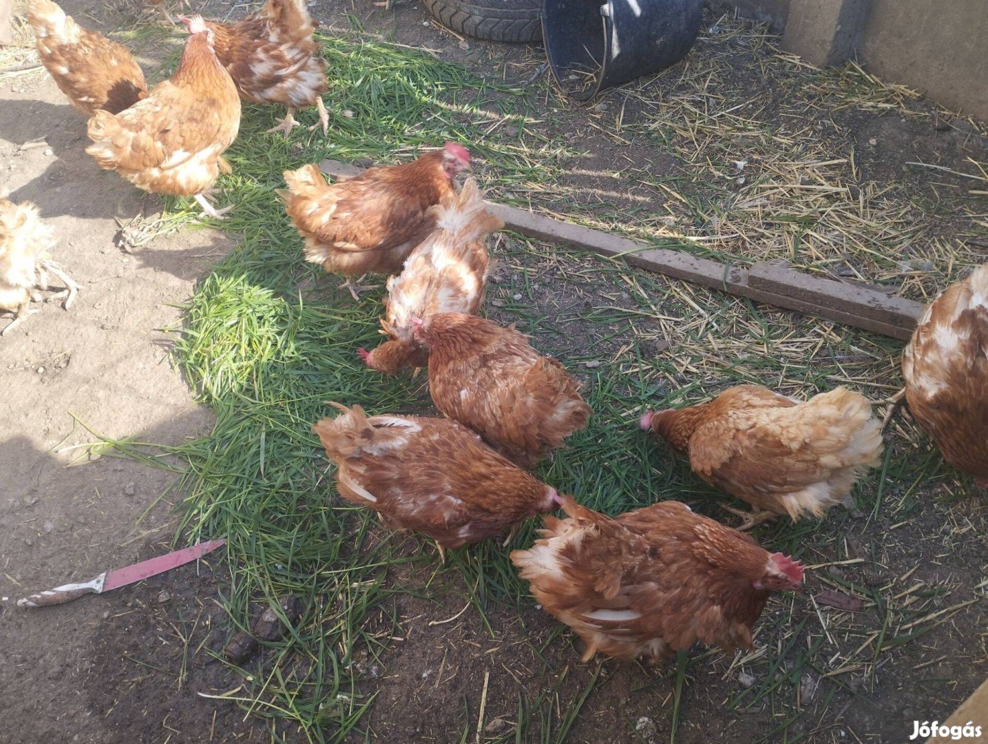 Házi tojó tyúkok eladók