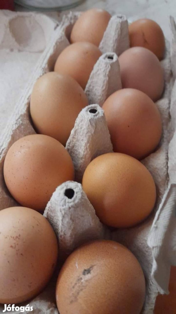 Házi tyúk tojás 