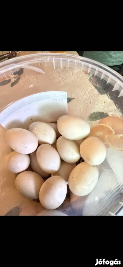 Házi vadkacsa tojás