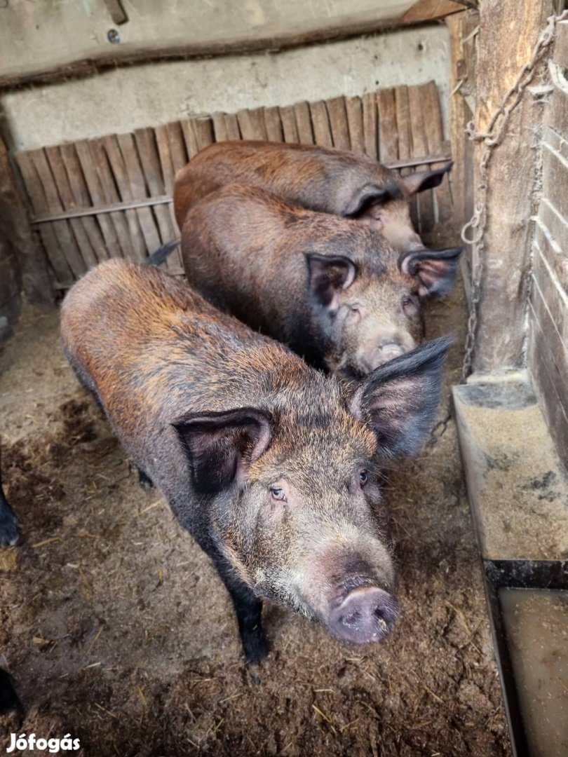 Háztáji Mangalica-durok hízó eladó 