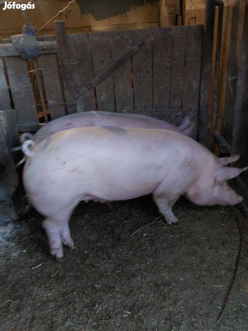 Háztáji hízók eladók