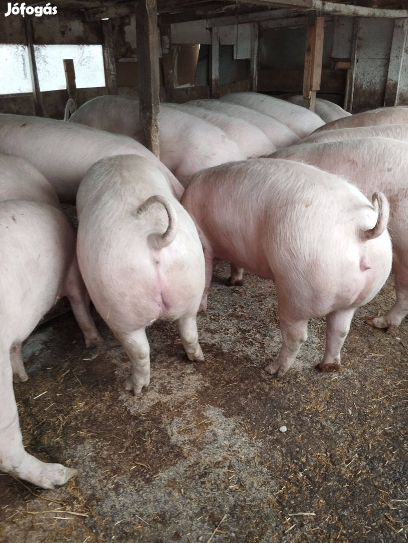 Háztáji hízók eladók!