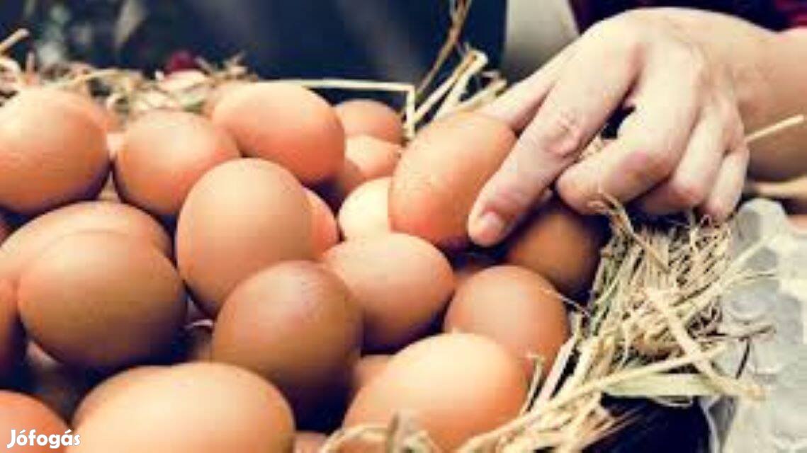 Háztáji paraszt tyúk tojás-keltetésre