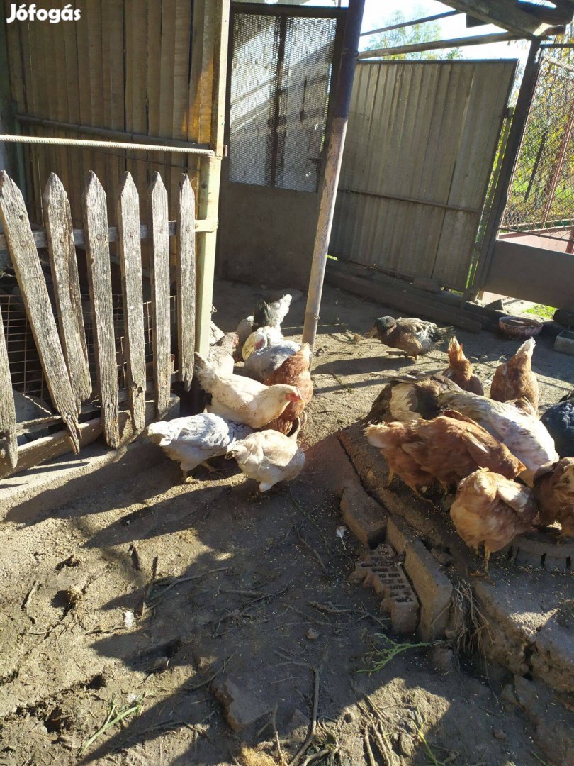 Háztáji tojó tyukok és kakasok valamint az állománytól 100