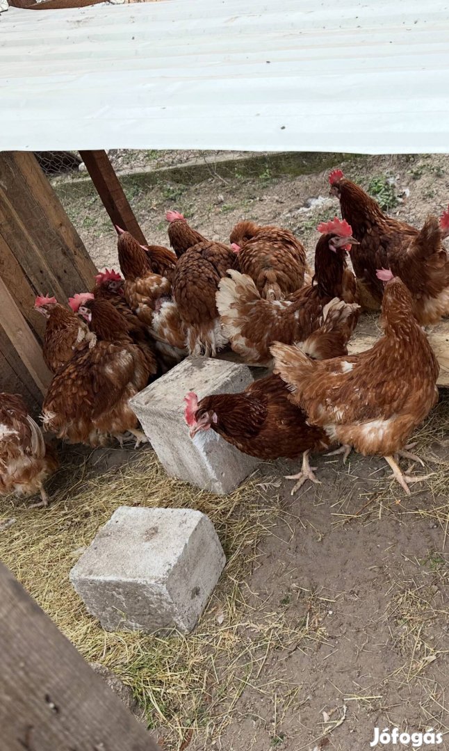 Háztáji tojótyúk-konyhakész állaptba