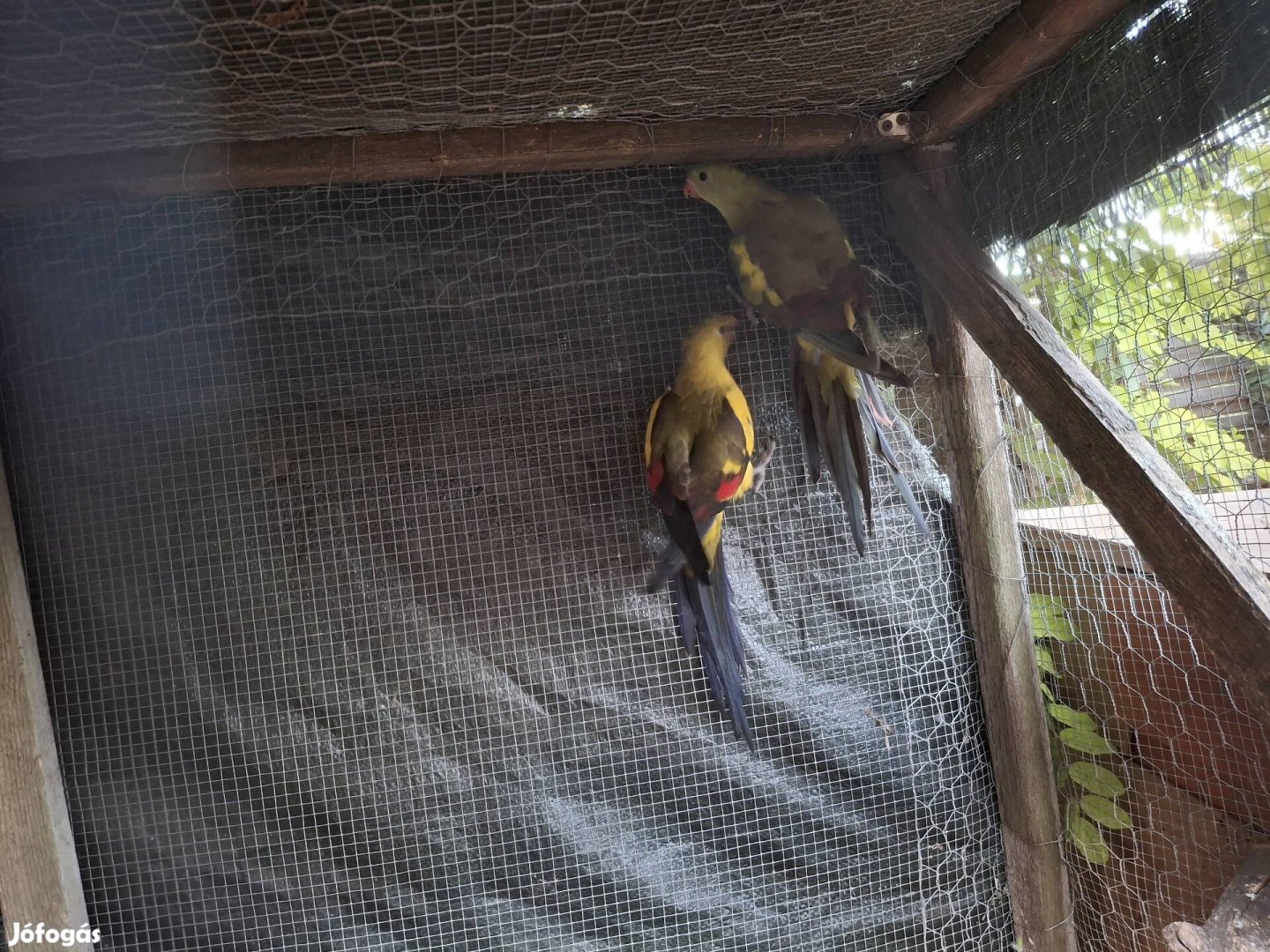 Hegyi és pennant papagáj pár