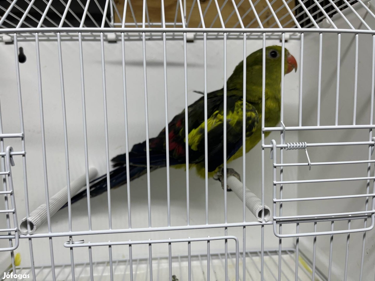 Hegyi papagáj hím.