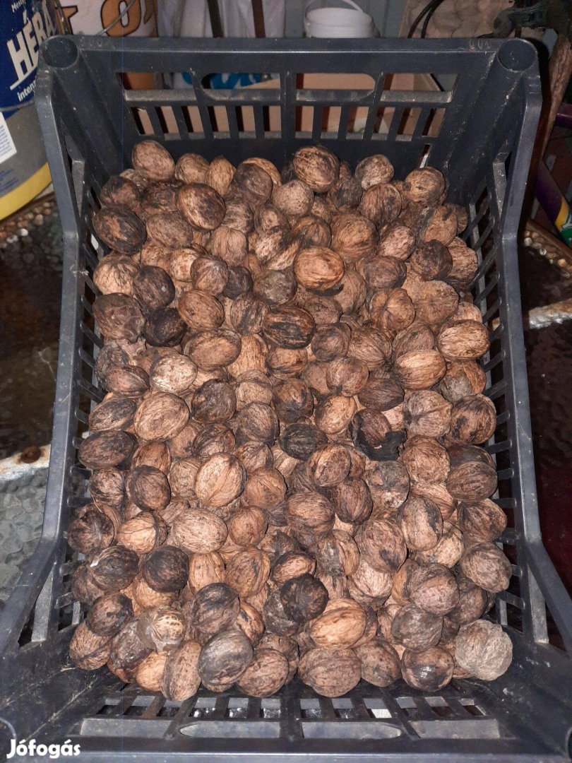 Héjas dió eladó