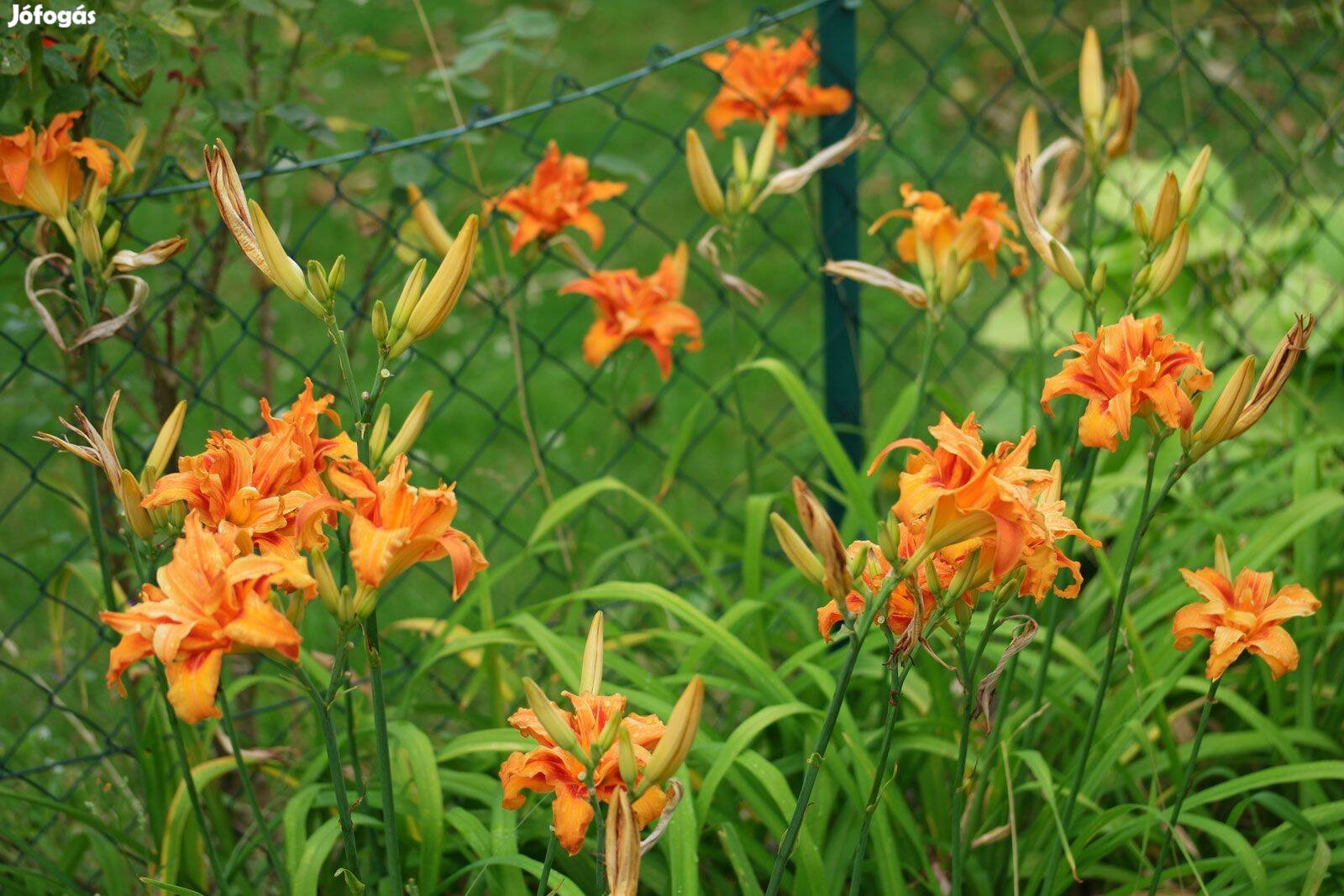 Hemerocallis fulva Rezes sásliliom dupla virágú