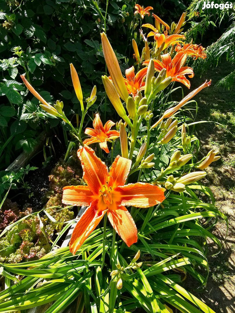 Hemerocallis fulva (Vöröslő sásliliom) konténeres növények, Sás liliom