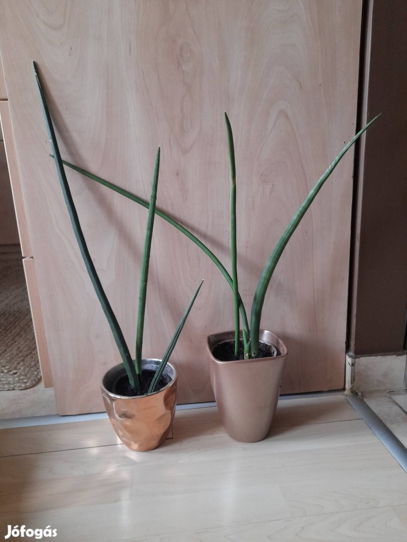 Hengeres anyósnyelv hosszú levelű (nem törpe) 