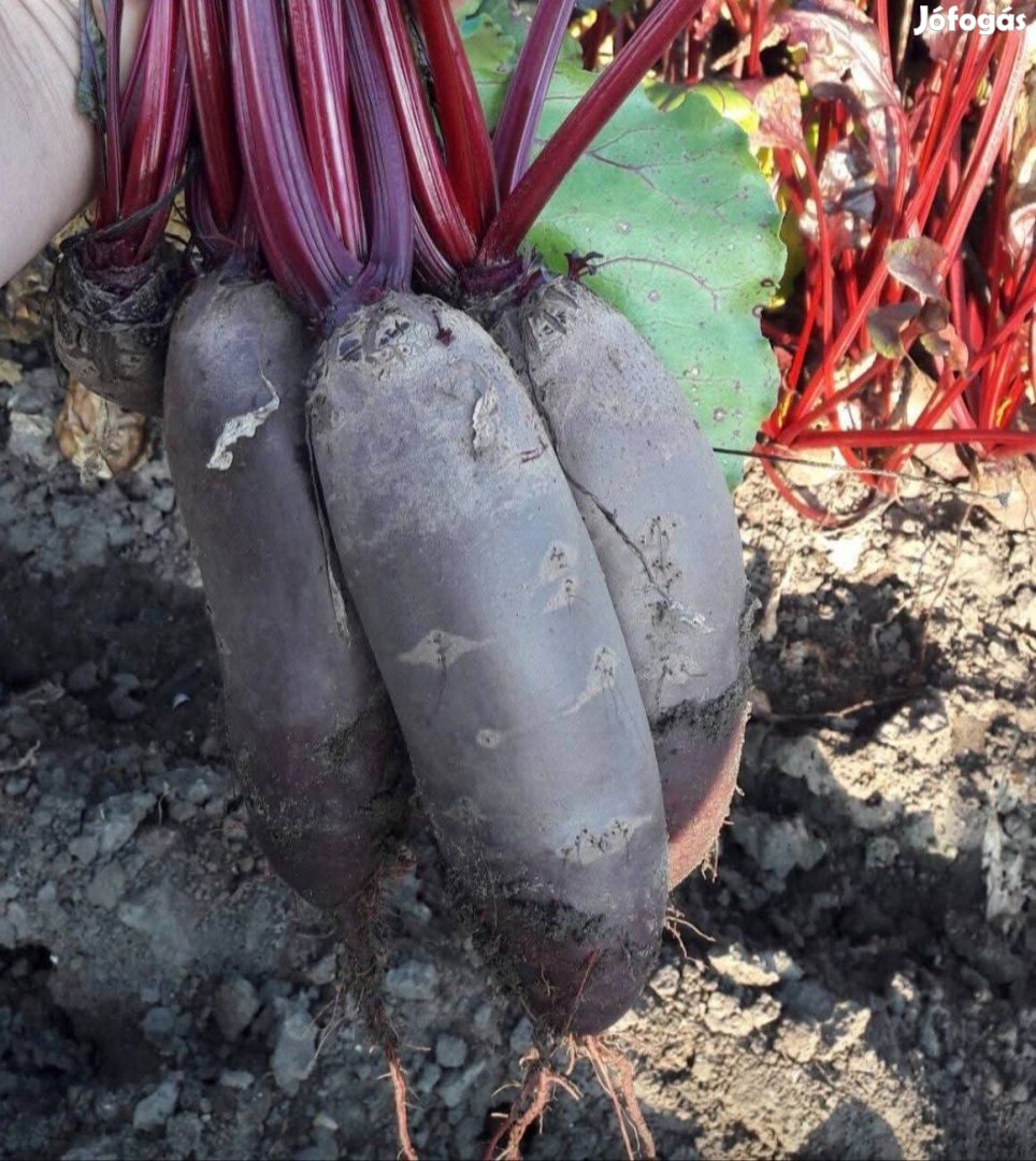 Hengeres cékla eladó