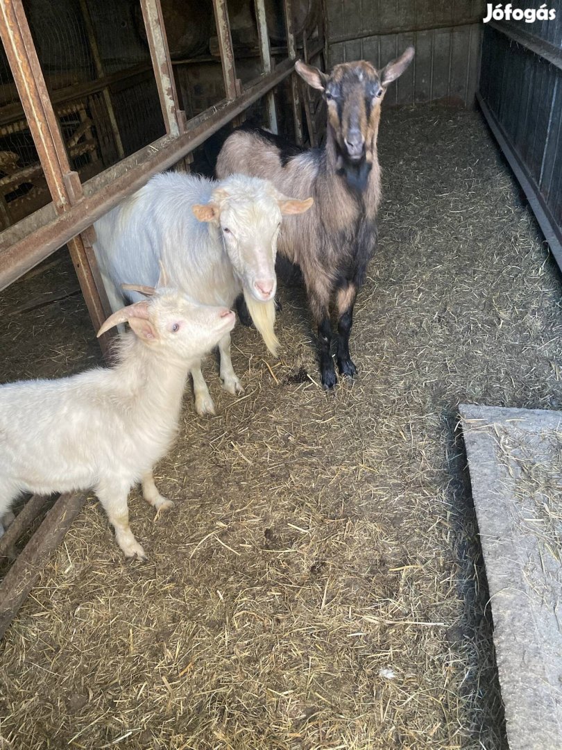 Herélt bak kecske
