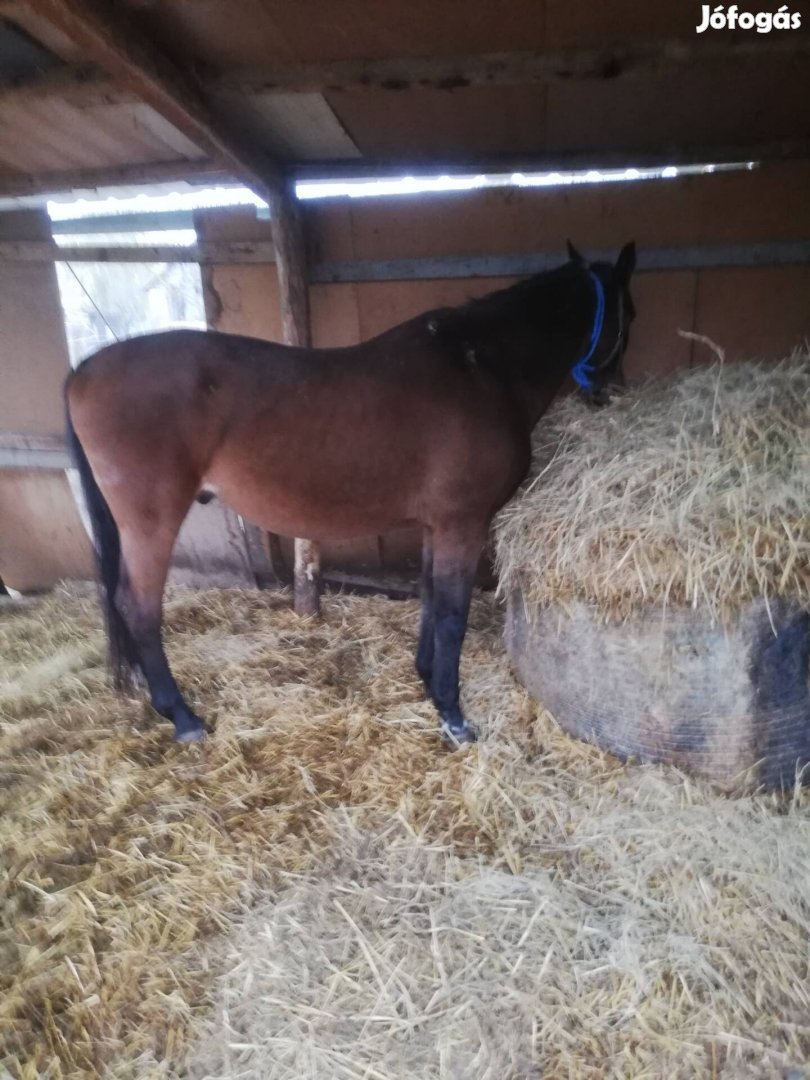 Herélt ló eladó cserélhető 130 cm ponira