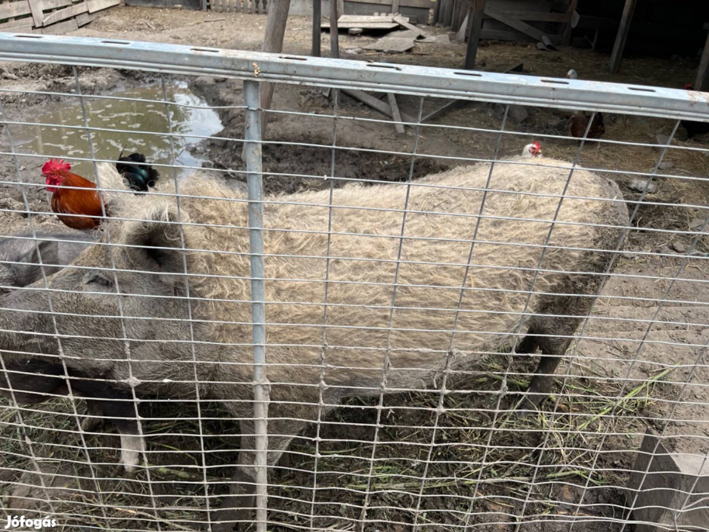 Herélt mangalica eladó