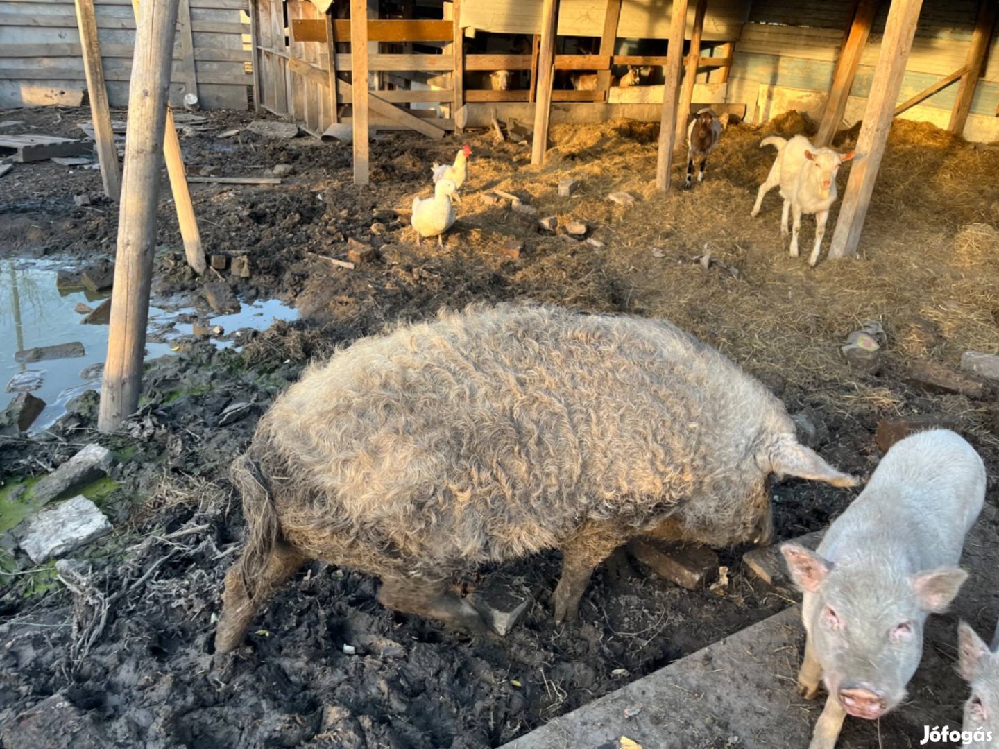 Herélt mangalica eladó