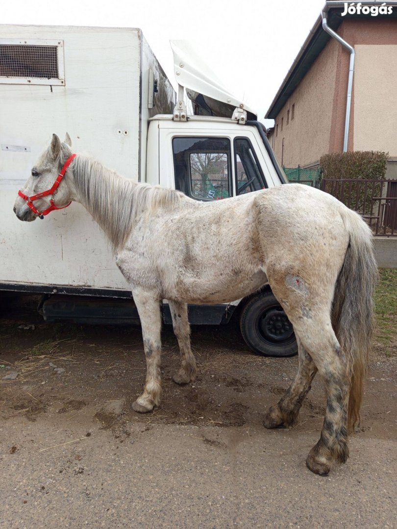 Herélt munkás ló eladó vagy cserélhető