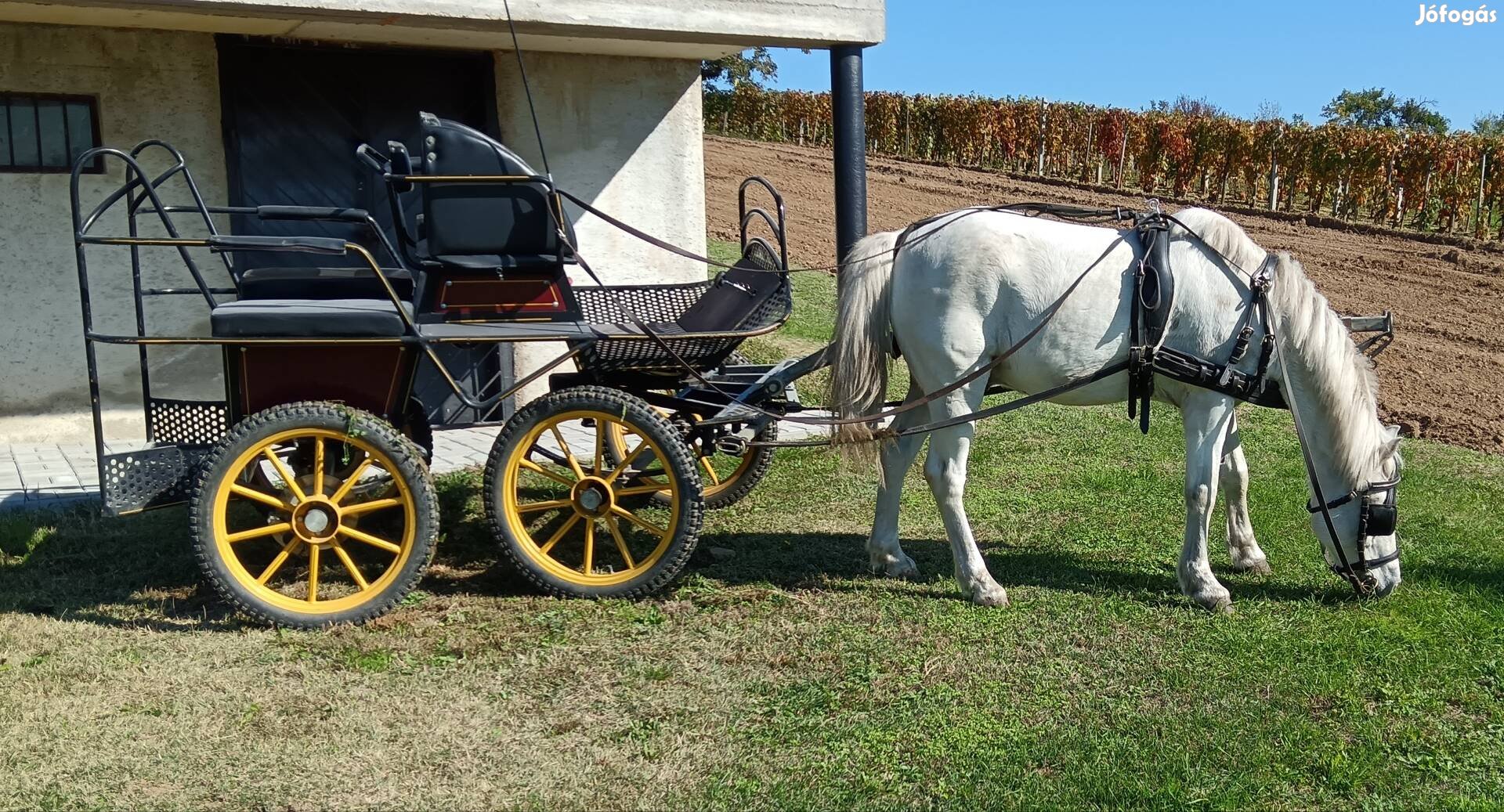 Herélt póni eladó.