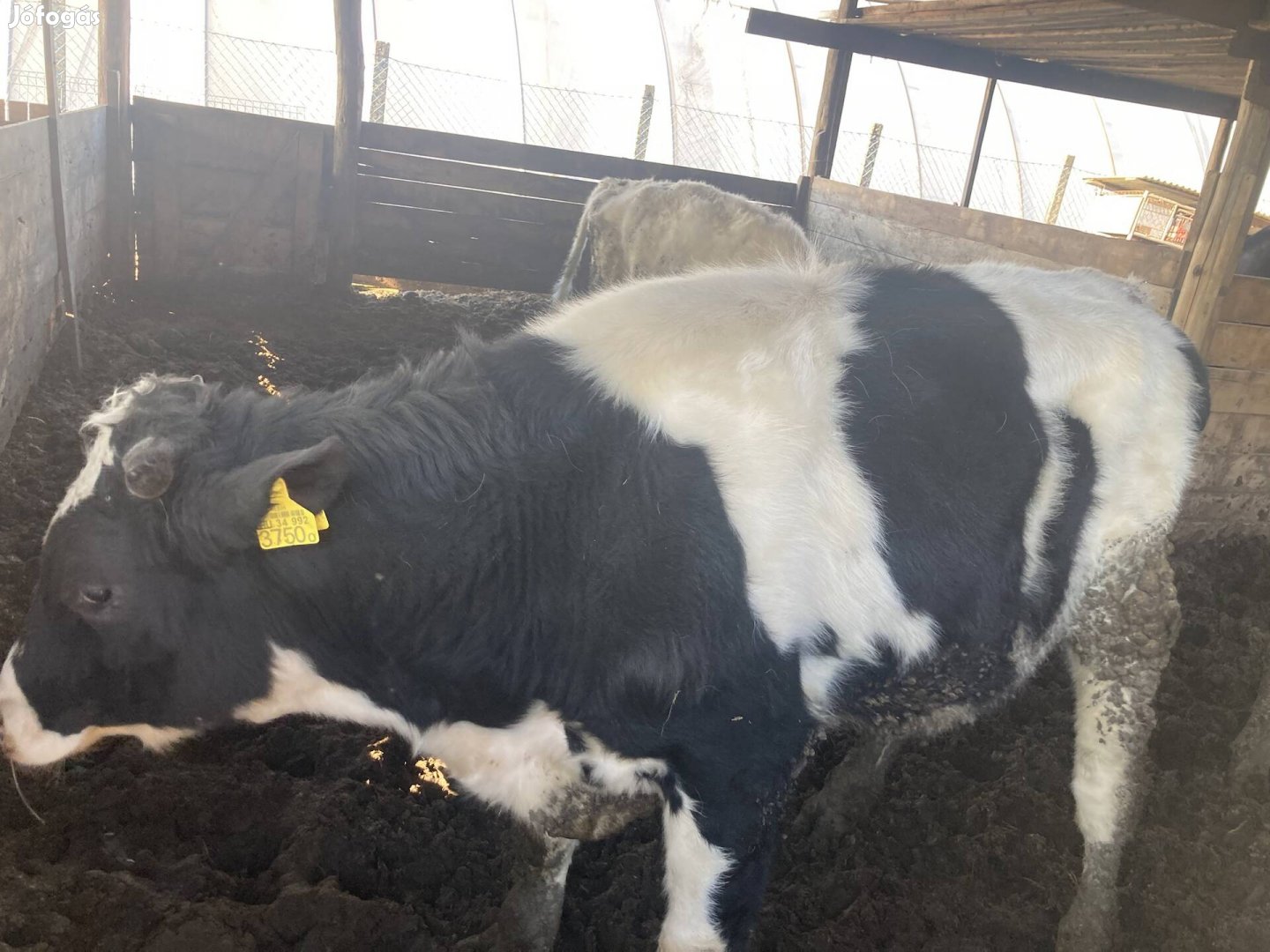 Hf bika bikák eladó