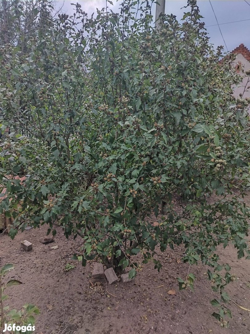 Hibiszkusz , 70 cm-es hajtások (lila , rózsaszín és fehér színűek)