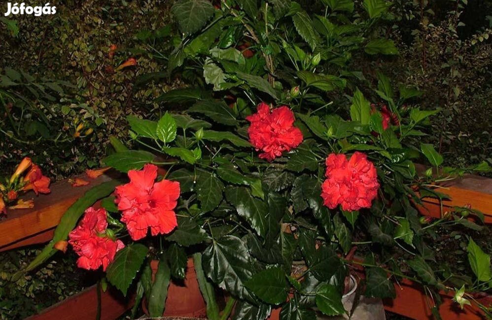 Hibiszkusz - szobai piros rózsafa - Hibiscus rosa-sinensis szobanövény