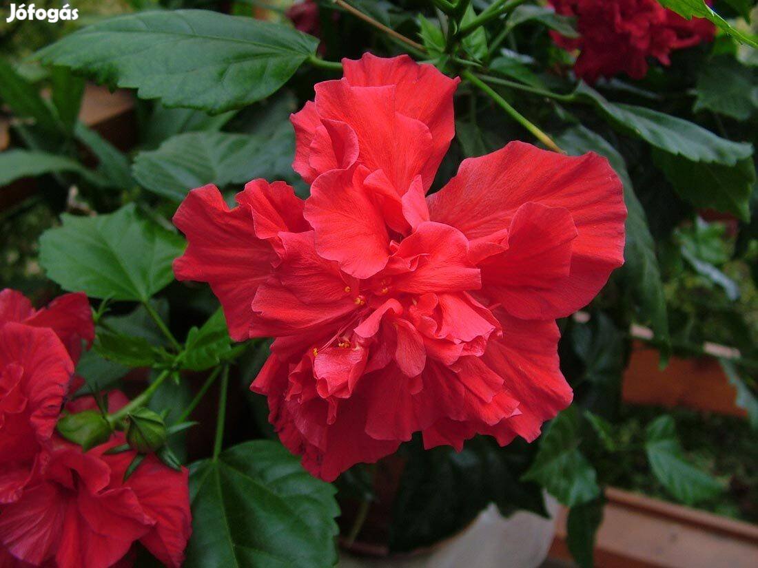 Hibiszkusz - szobai piros rózsafa - Hibiscus rosa-sinensis szobanövény