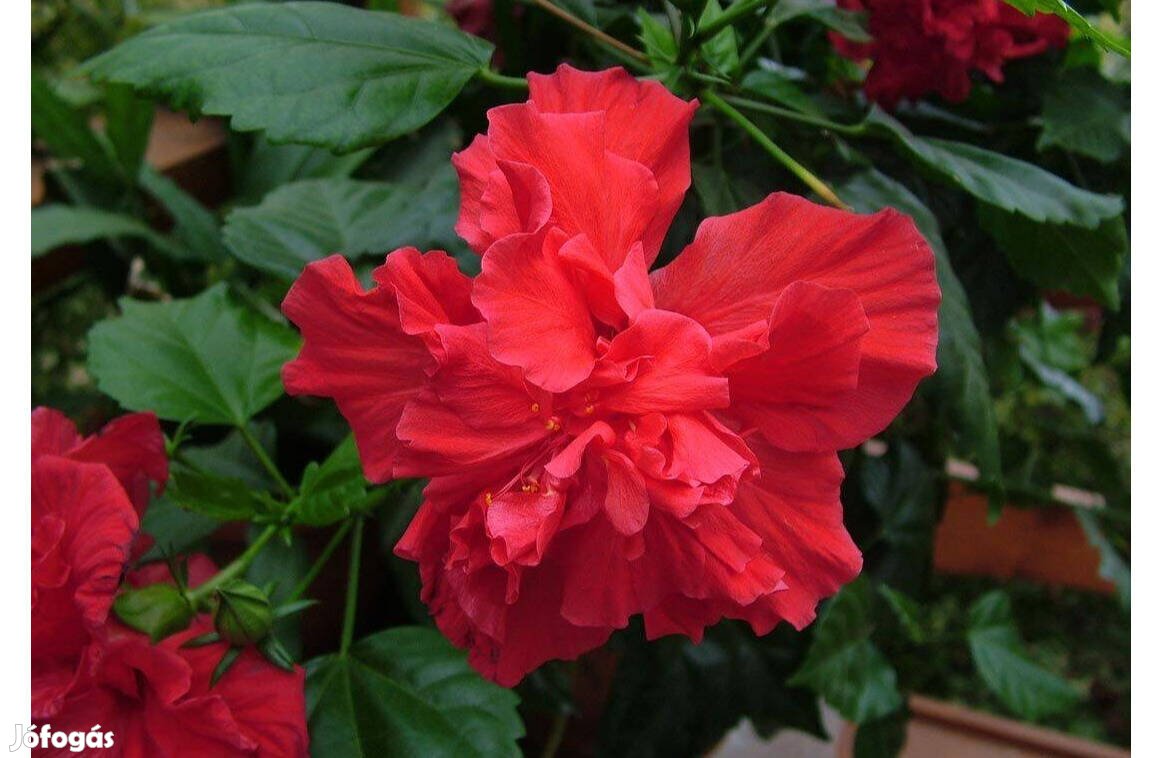 Hibiszkusz - szobai piros rózsafa - Hibiscus rosa-sinensis szobanövény