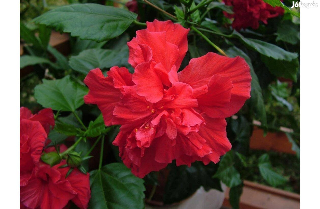 Hibiszkusz - szobai piros rózsafa - Hibiscus rosa-sinensis szobanövény