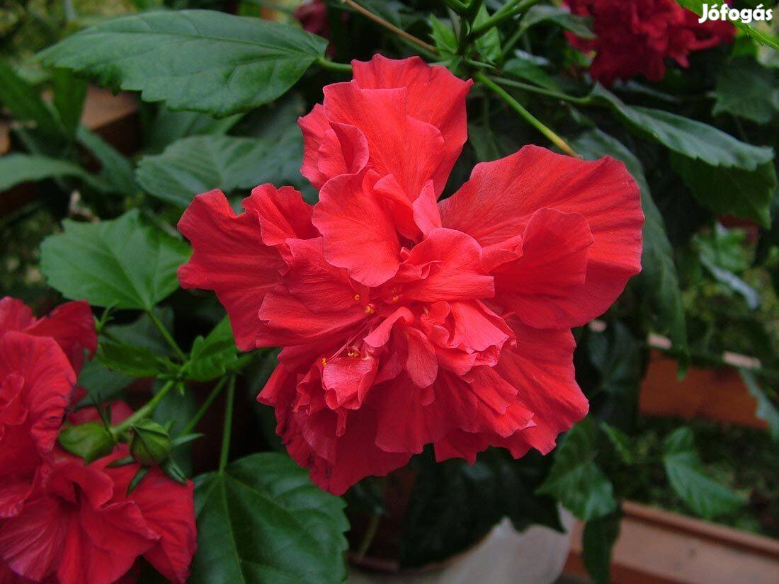 Hibiszkusz - szobai piros rózsafa - Hibiscus rosa-sinensis szobanövény