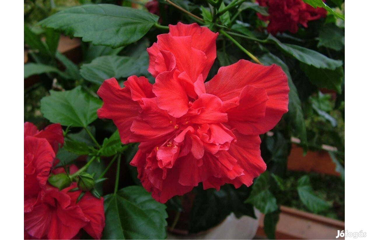 Hibiszkusz - szobai piros rózsafa - Hibiscus rosa-sinensis szobanövény