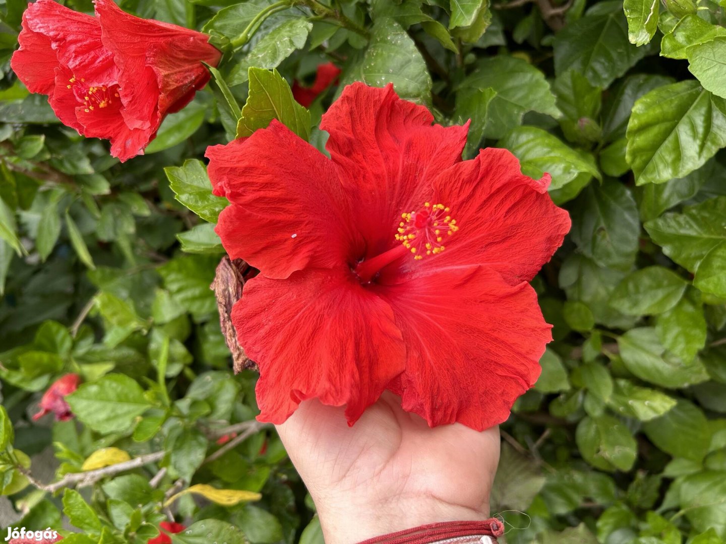 Hibiszkusz  csemete eladó