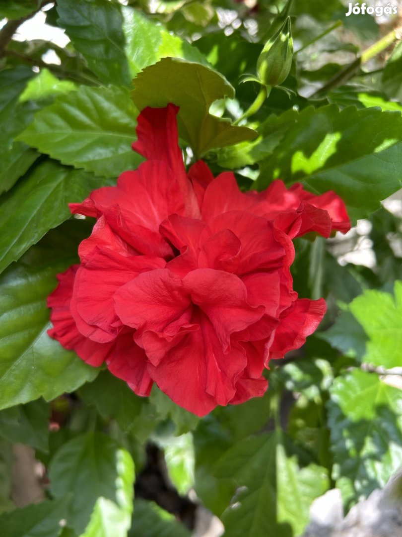 Hibiszkusz eladó