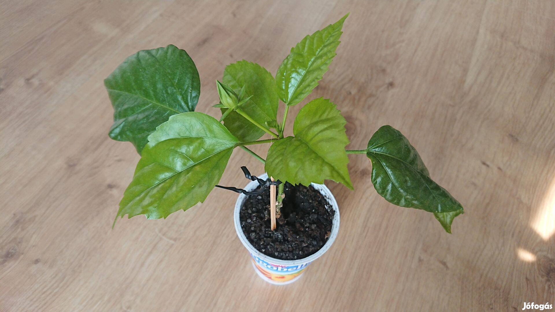 Hibiszkusz mályvacserje Hibiscus telt virágú szobai növény