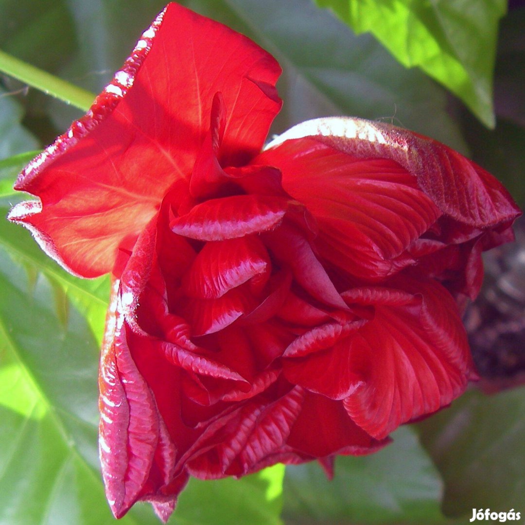 Hibiszkusz mályvacserje Hibiscus telt virágú szobai növény virágzó