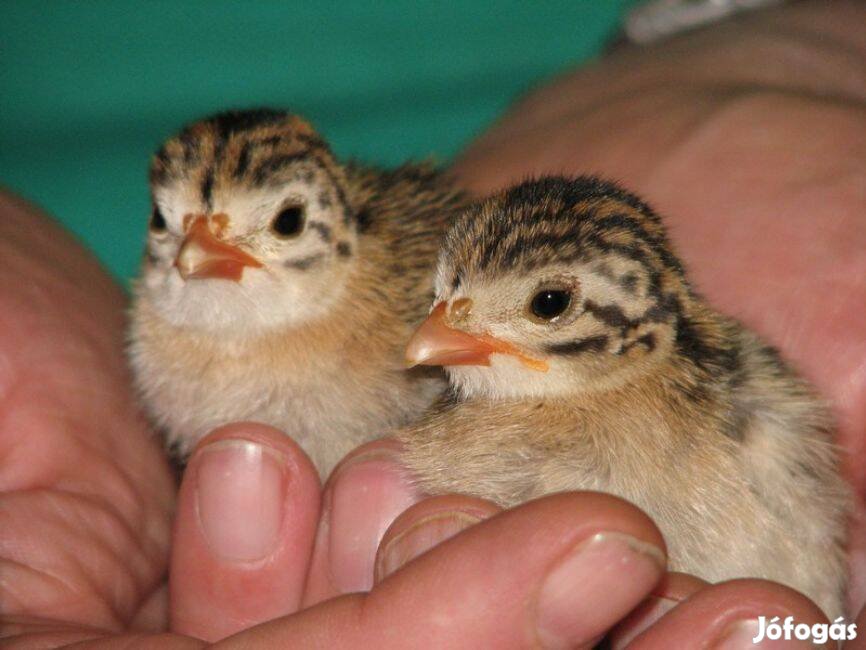 Hibrid gyöngyöy rendelhető