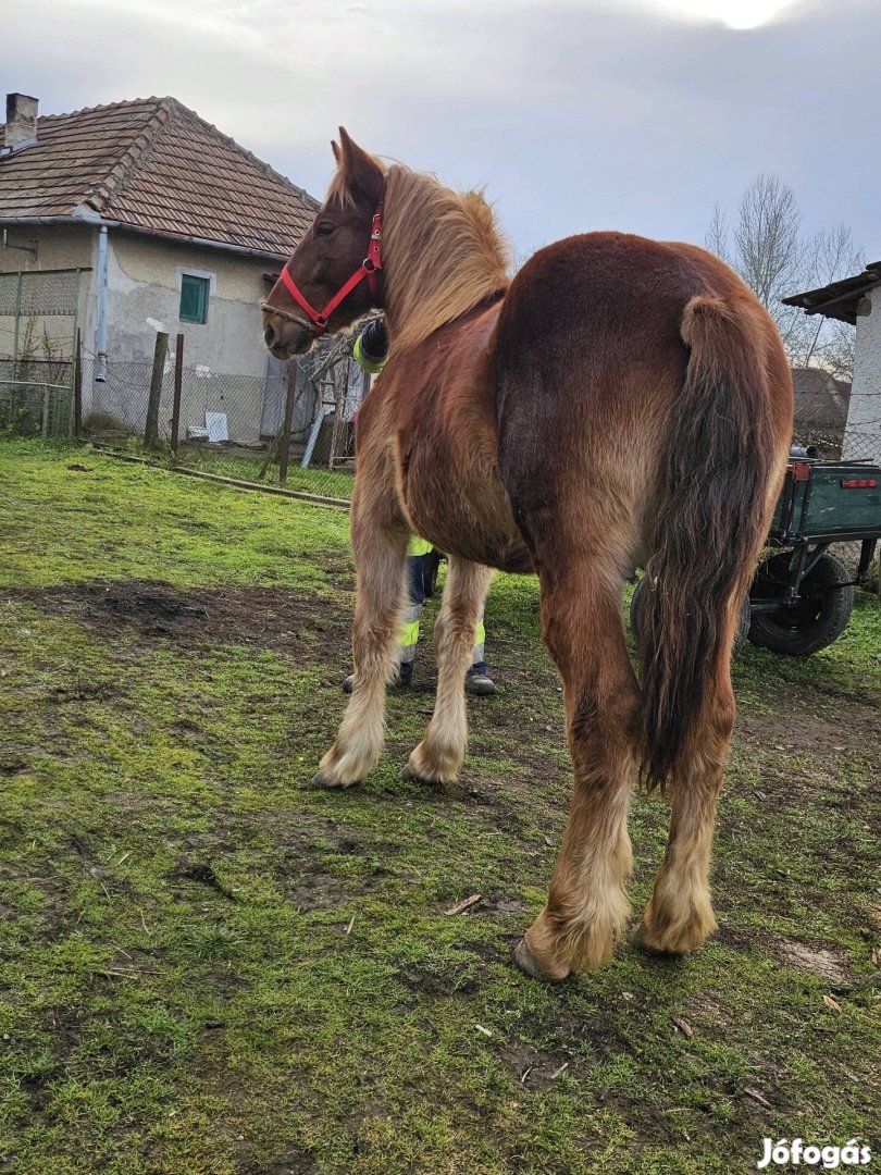 Hidegvérű csikó