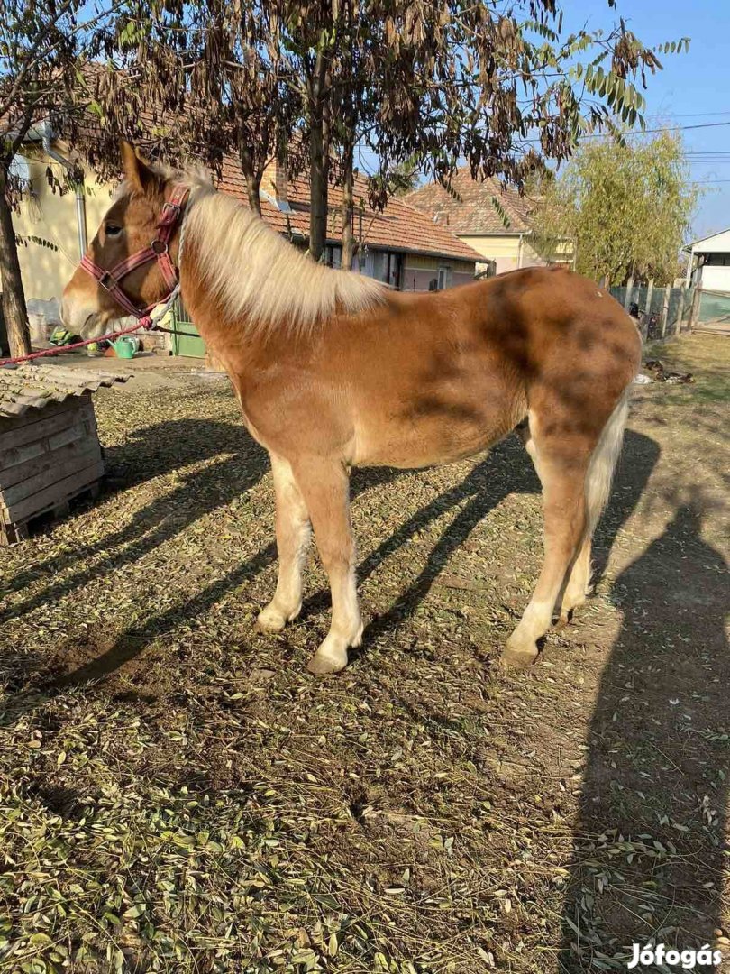 Hidegvérű csödör csikó