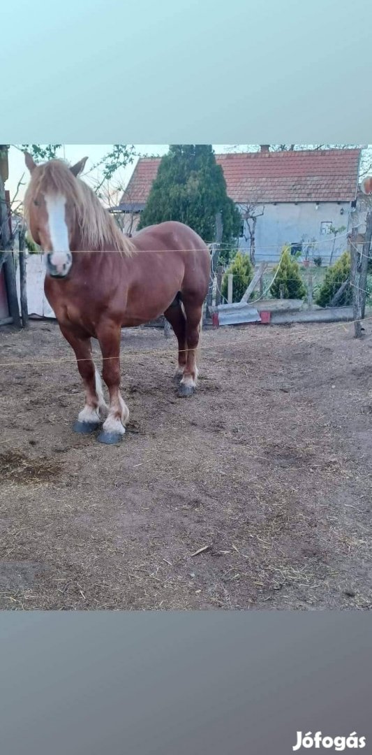 Hidegvérű csődőr eladó