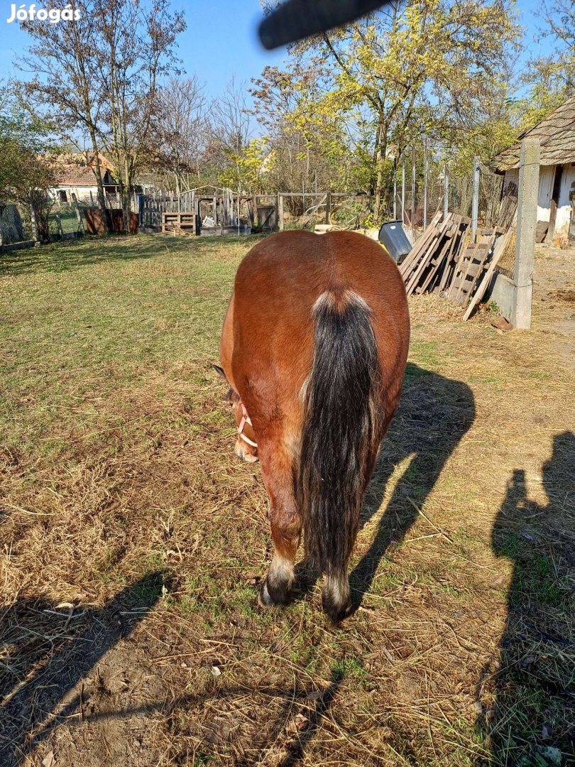 Hidegvérű kanca csiko 