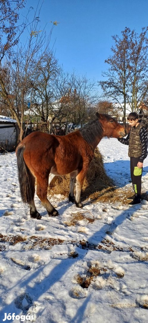 Hidegvérű kanca csikó 