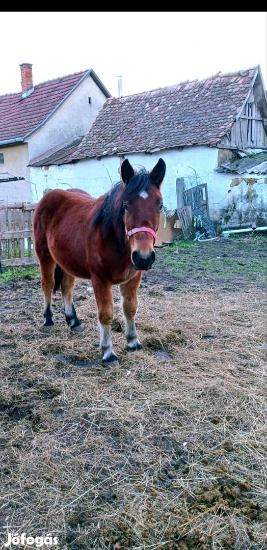 Hidegvérű kanca csikó 