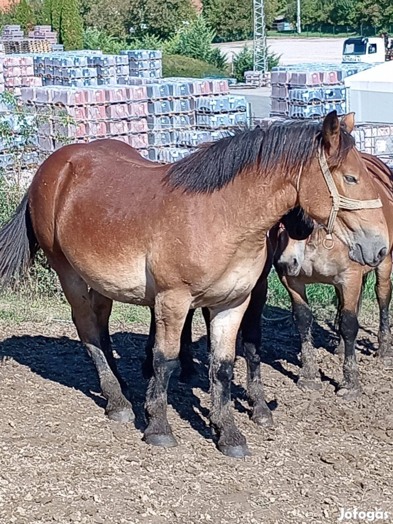 Hidegvérű kanca csikó eladó