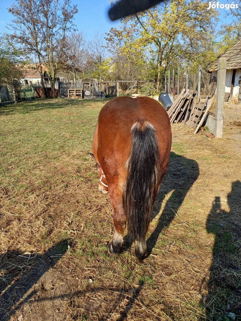 Hidegvérű kanca csikó eladó 